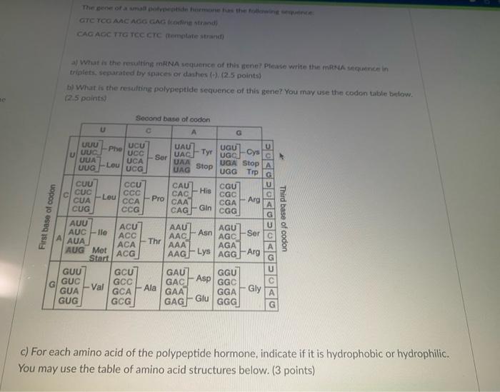First Base Of Codon G The Gene Of A Small Polypeptide Hormone Has The Following Sequence Gtc Tcg Aac Agg Gag Coding Str 1