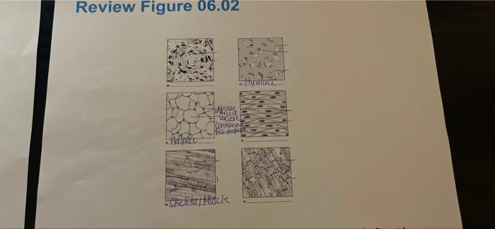 Review Figure 06 01 Basument Mambratu Stratifiect Savamous Catheliome Simpic Catomnar Epithelium Loose Connective Tiss 2