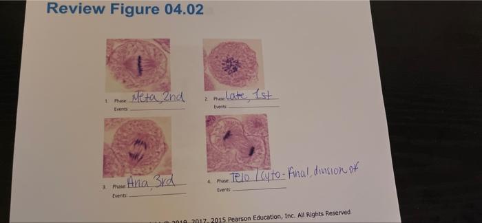 Review Figure 06 01 Basument Mambratu Stratifiect Savamous Catheliome Simpic Catomnar Epithelium Loose Connective Tiss 3