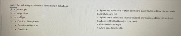 Match The Following Vocab Terms To The Correct Definitions A Osteocyte V Osteoblast Colligen Calcium Phosphates Par 1