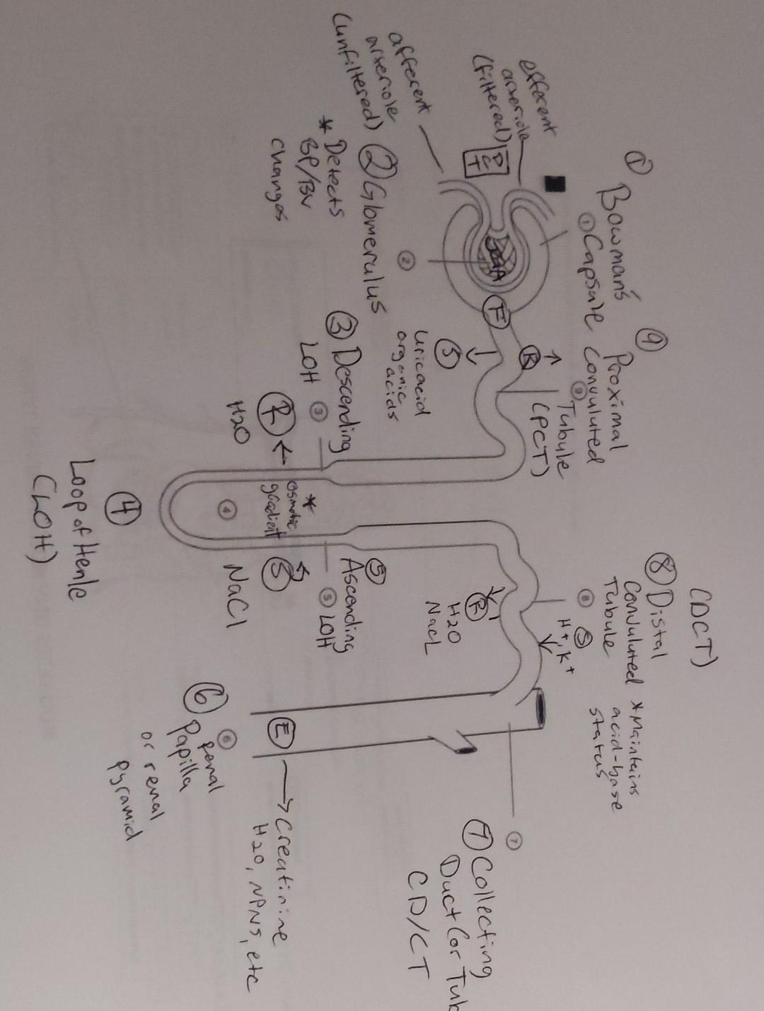 Efferent Arteriole Filtered Last 9 Proximal Capsule Convuluted Bowman S Affecent Unfiltered Glomerulus Detects Bp 1