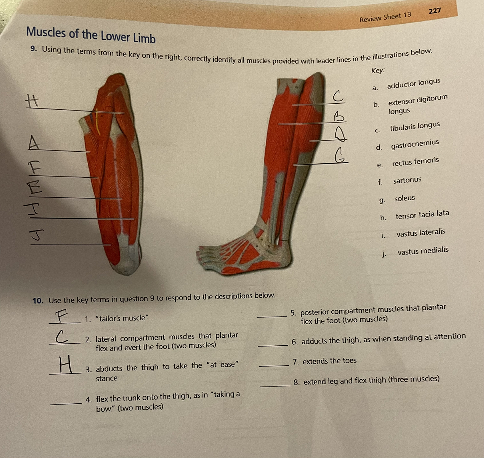 Muscles Of The Lower Limb Use The Key Terms In Question 9 To Respond To The Descriptions Below 1