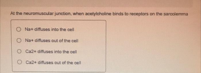At The Neuromuscular Junction When Acetylcholine Binds To Receptors On The Sarcolemma Ona Diffuses Into The Cell Ona 1