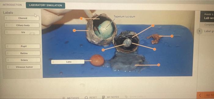 Introduction Laboratory Simulation Labels Choroid Cillary Body Iris Pupil Retina Sclera Vitreous Humor Lens Methods Res 1