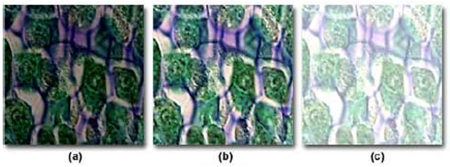 4 The Panel Below Shows Three Different Qualities Of The Same Image One Is Good And The Other Two Are Poor Identify T 1