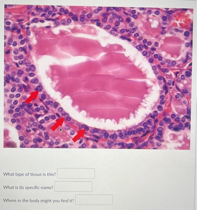 What Type Of Tissue Is This What Is Its Specific Name Where In The Body Might You Find It Cong A 1