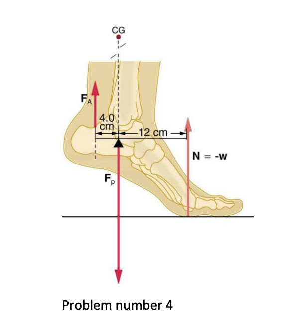 Fa Cg 4 0 Cm F 12 Cm Problem Number 4 N W Question 15 4 A 62 Kg Man Stands On His Toes By Exerting An Upward Fo 1