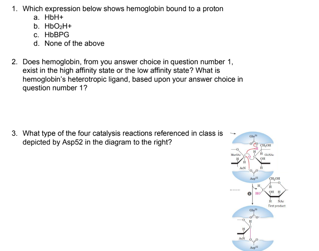 1 Which Expression Below Shows Hemoglobin Bound To A Proton A Hbh B Hbo H C Hbbpg D None Of The Above 2 Does Hem 1