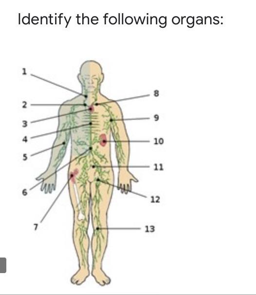 Identify The Following Organs 8 2 3 10 11 12 7 13 1