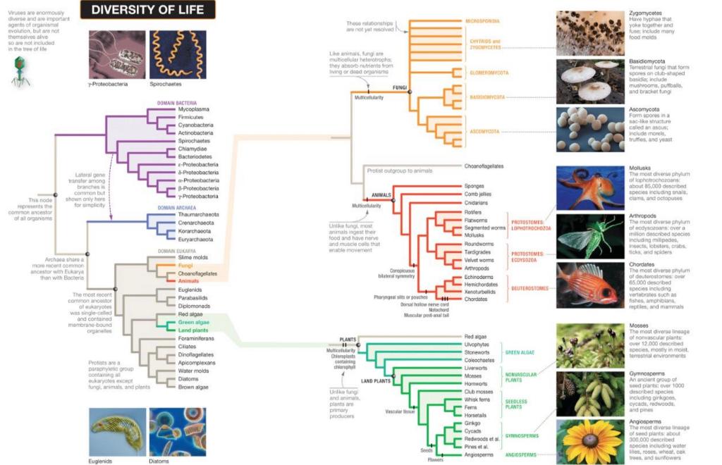 Viruses Are Enormously Diverse And Are Important Agents Of Organismal Evolution But Are Not Themselves Alve So Are Not 1