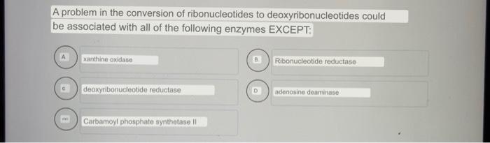 A Problem In The Conversion Of Ribonucleotides To Deoxyribonucleotides Could Be Associated With All Of The Following Enz 1