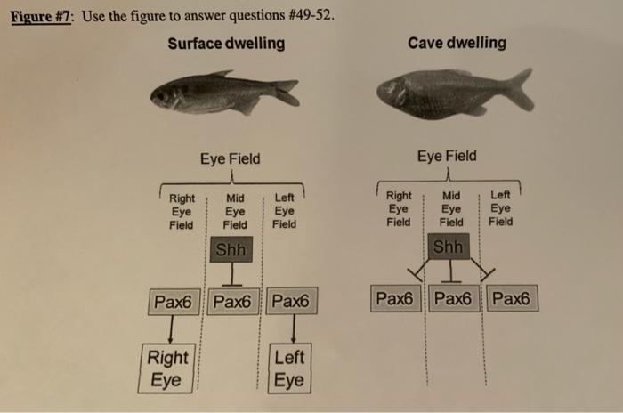 49 In Cave Dwelling Populations A Mutation To A Cre Of Sonic Hedgehog Shh A Secreted From Mesoderm Cells And Pax6 G 5