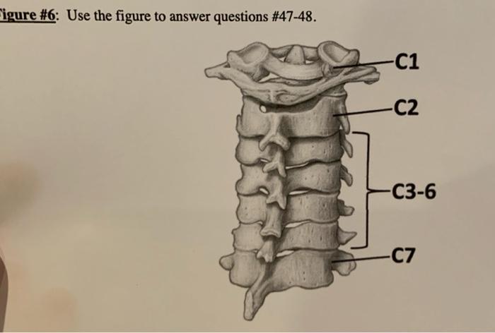 Figure 6 Use The Figure To Answer Questions 47 48 C1 C2 C3 6 C7 47 While Cervical C Vertebra 1 C2 And C7 S 1