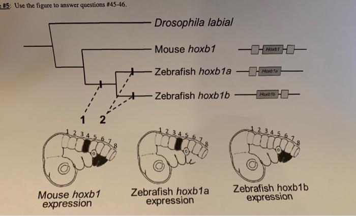 5 Use The Figure To Answer Questions 45 46 2 Mouse Hoxb1 Expression Drosophila Labial Mouse Hoxb1 Hob Zebrafish Hox 1