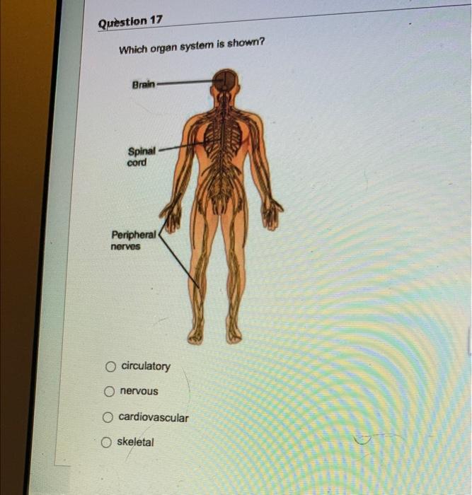 Question 17 Which Organ System Is Shown Brain Spinal Cord Peripheral Nerves O Circulatory O Nervous Cardiovascular O Sk 1