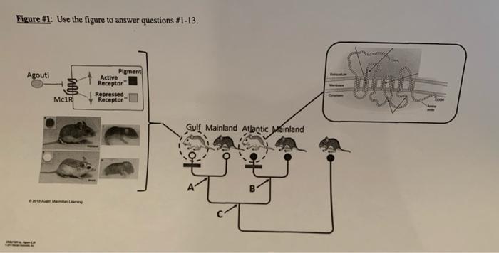 Figure 1 Use The Figure To Answer Questions 1 13 Agouti Mc1r Khi Pigment Active Receptor Repressed Receptor Gulf Mai 1