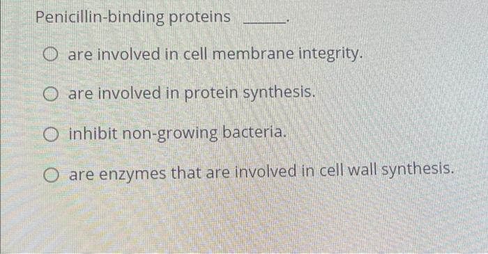 Penicillin Binding Proteins O Are Involved In Cell Membrane Integrity O Are Involved In Protein Synthesis Inhibit Non 1