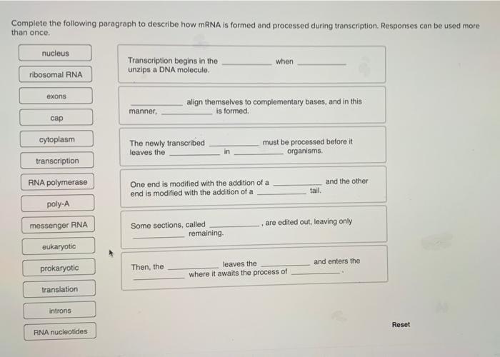 Complete The Following Paragraph To Describe How Mrna Is Formed And Processed During Transcription Responses Can Be Use 1