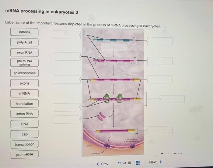 Mrna Processing In Eukaryotes 2 Label Some Of The Important Features Depicted In The Process Of Mrna Processing In Eukar 1