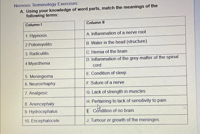 Nervous Terminology Exercises A Using Your Knowledge Of Word Parts Match The Meanings Of The Following Terms Column 1