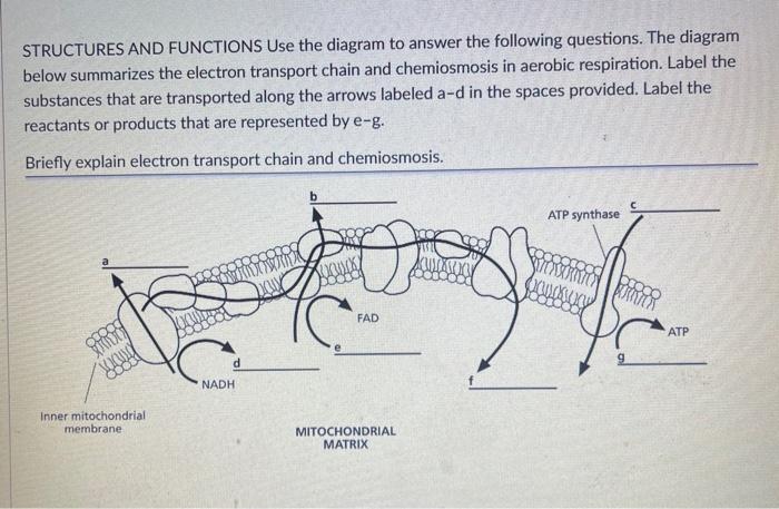 Structures And Functions Use The Diagram To Answer The Following Questions The Diagram Below Summarizes The Electron Tr 1