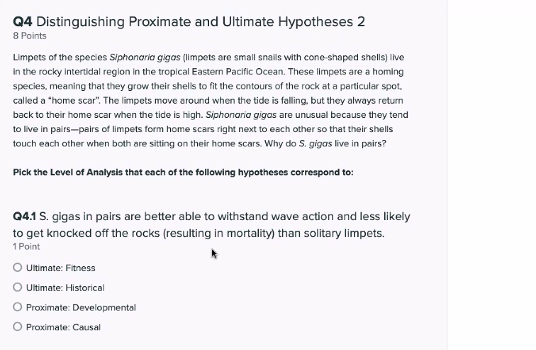 Q4 Distinguishing Proximate And Ultimate Hypotheses 2 8 Points Limpets Of The Species Siphonaria Gigas Limpets Are Smal 1