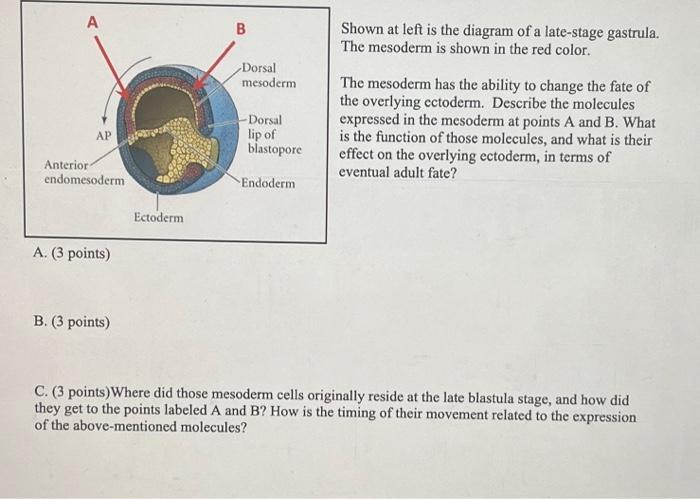 A Ap Anterior Endomesoderm A 3 Points B 3 Points Ectoderm B Dorsal Mesoderm Dorsal Lip Of Blastopore Endoderm Show 1