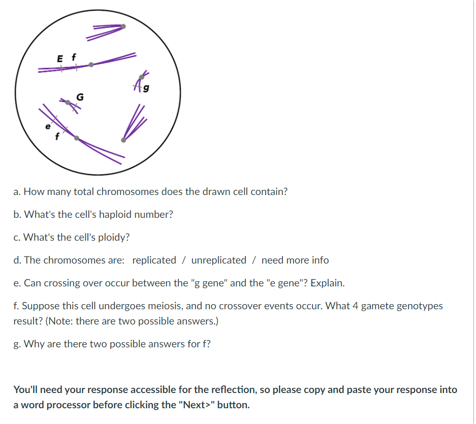 Ef A How Many Total Chromosomes Does The Drawn Cell Contain B What S The Cell S Haploid Number C What S The Cell S 1