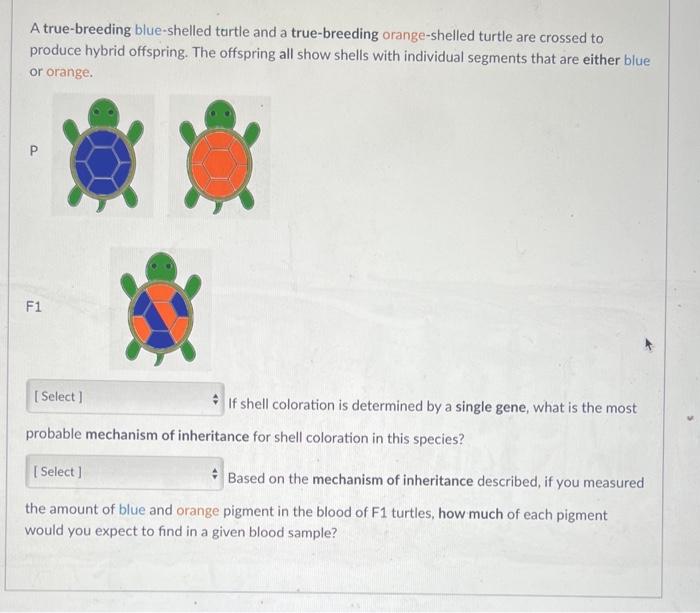 A True Breeding Blue Shelled Turtle And A True Breeding Orange Shelled Turtle Are Crossed To Produce Hybrid Offspring T 1