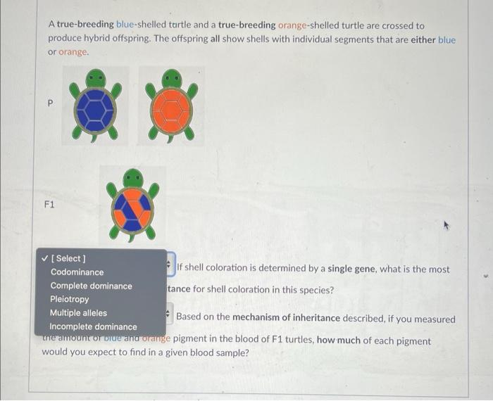 A True Breeding Blue Shelled Turtle And A True Breeding Orange Shelled Turtle Are Crossed To Produce Hybrid Offspring T 2