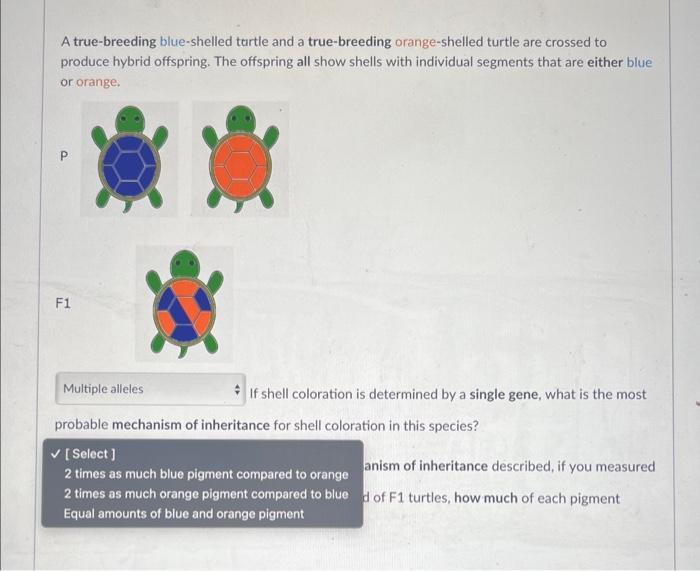 A True Breeding Blue Shelled Turtle And A True Breeding Orange Shelled Turtle Are Crossed To Produce Hybrid Offspring T 3