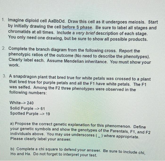1 Imagine Diploid Cell Aabbdd Draw This Cell As It Undergoes Meiosis Start By Initially Drawing The Cell Before S Pha 1