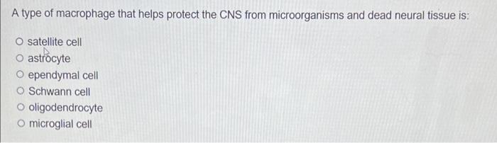 A Type Of Macrophage That Helps Protect The Cns From Microorganisms And Dead Neural Tissue Is O Satellite Cell Astrocyt 1