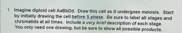 1 Imagine Diploid Cell Aabbdd Draw This Cell As It Undergoes Meiosis Start By Initially Drawing The Cell Before S Pha 1