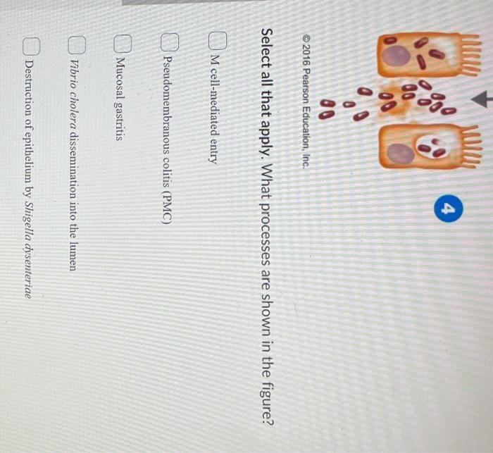Wwww Do 080 Doc G 1 2 3 Co M 800 00 00 00 2016 Pearson Education Inc Select All That Apply What Processes Are Show 2