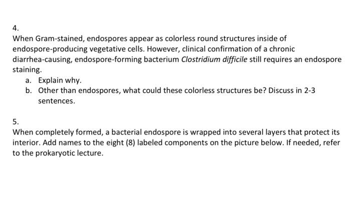 4 When Gram Stained Endospores Appear As Colorless Round Structures Inside Of Endospore Producing Vegetative Cells Ho 1