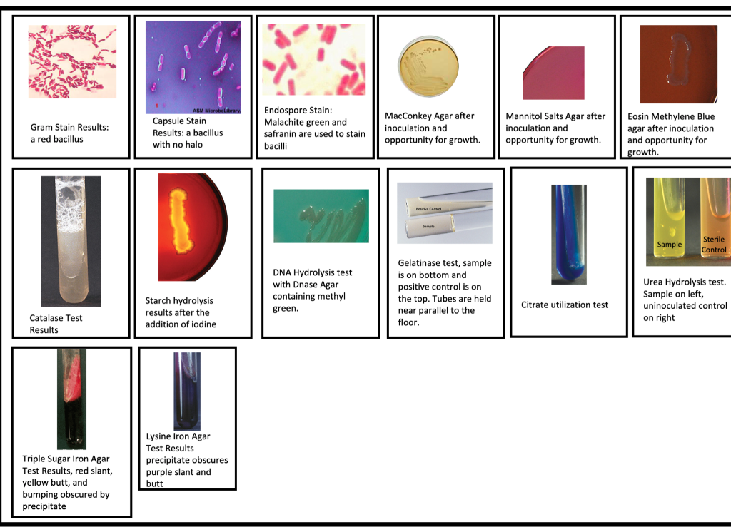 Gram Stain Results A Red Bacillus Catalase Test Results Triple Sugar Iron Agar Test Results Red Slant Yellow Butt An 1