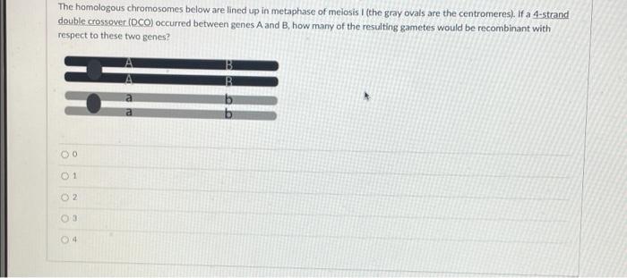 The Homologous Chromosomes Below Are Lined Up In Metaphase Of Meiosis I The Gray Ovals Are The Centromeres If A 4 Str 1