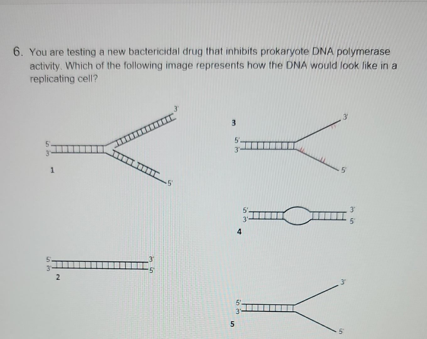 6 You Are Testing A New Bactericidal Drug That Inhibits Prokaryote Dna Polymerase Activity Which Of The Following Imag 1