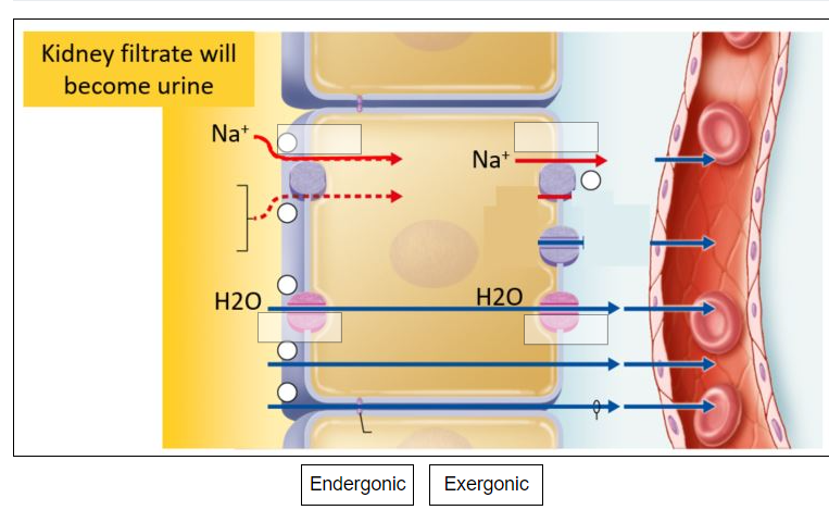 Kidney Filtrate Will Become Urine Nat Lo H20 Na H20 Endergonic Exergonic 6876 1