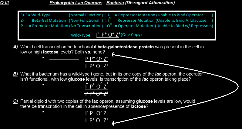 Q Iii Prokaryotic Lac Operons Bacteria Disregard Attenuation Wild Type Z Normal Function Beta Gal Mut 1