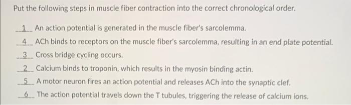 Put The Following Steps In Muscle Fiber Contraction Into The Correct Chronological Order 1 An Action Potential Is Gener 1