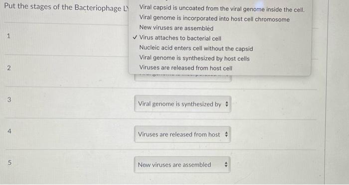 Put The Stages Of The Bacteriophage L 1 2 3 4 5 Viral Capsid Is Uncoated From The Viral Genome Inside The Cell Viral Ge 1