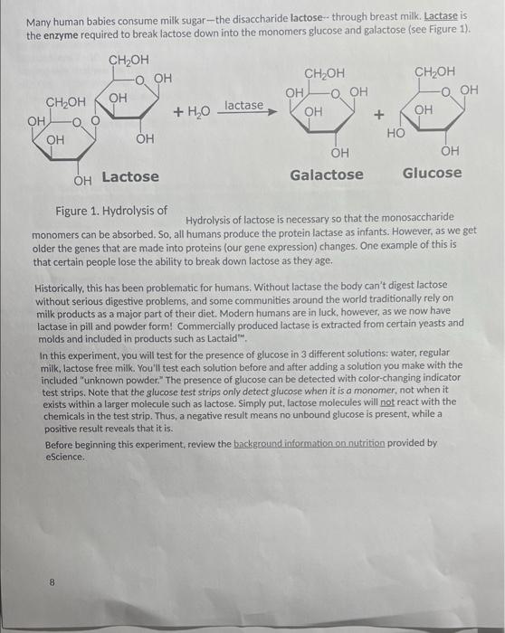 Many Human Babies Consume Milk Sugar The Disaccharide Lactose Through Breast Milk Lactase Is The Enzyme Required To Bre 1