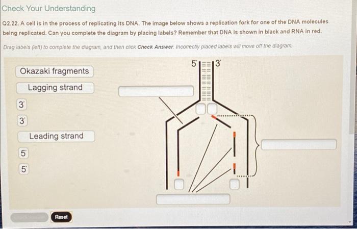 Check Your Understanding Q2 22 A Cell Is In The Process Of Replicating Its Dna The Image Below Shows A Replication For 1