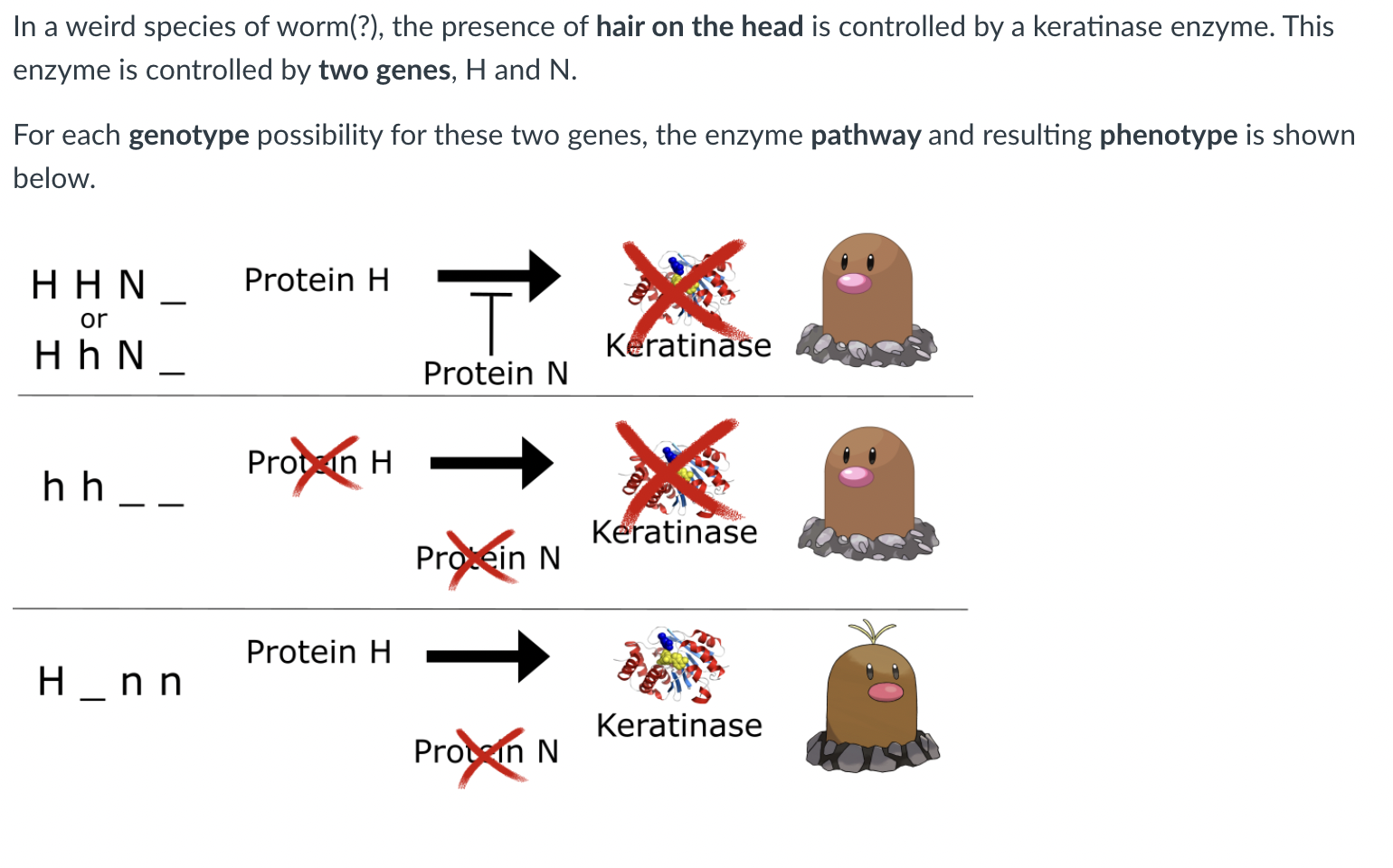 In A Weird Species Of Worm The Presence Of Hair On The Head Is Controlled By A Keratinase Enzyme This Enzyme Is Con 1