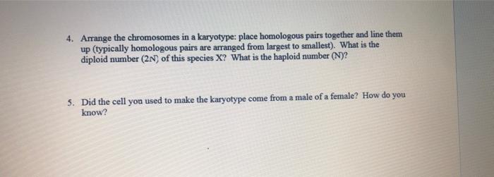 4 Arrange The Chromosomes In A Karyotype Place Homologous Pairs Together And Line Them Up Typically Homologous Pairs 1