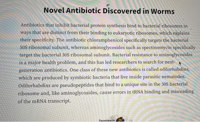 Novel Antibiotic Discovered In Worms Antibiotics That Inhibit Bacterial Protein Synthesis Bind To Bacterial Ribosomes In 1