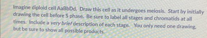 Imagine Diploid Cell Aabbdd Draw This Cell As It Undergoes Meiosis Start By Initially Drawing The Cell Before S Phase 1