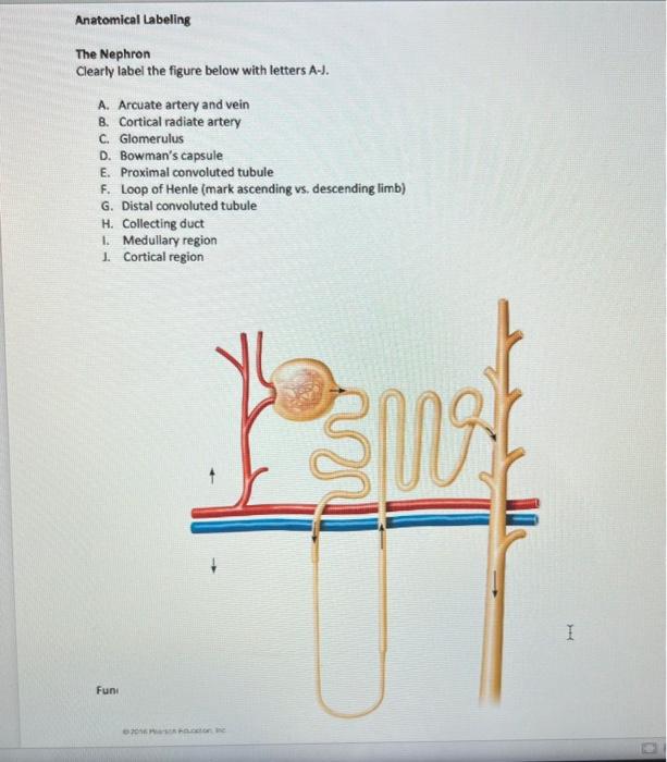 Anatomical Labeling The Nephron Clearly Label The Figure Below With Letters A J A Arcuate Artery And Vein B Cortical 1